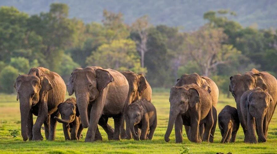The famous elephant gathering in Minneriya