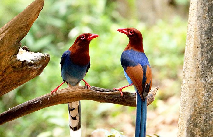 Bird Watching Sinharaja