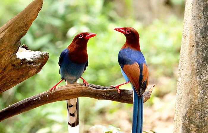 Bird Watching Sinharaja