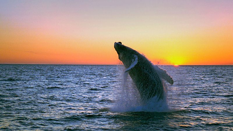 Whale Watching